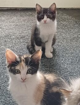 Perser Mix Kitten - Bad Vilbel