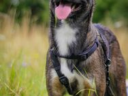 Buddy sucht neues Zuhause Rüde 2 Jahre Hund - Bad Berka