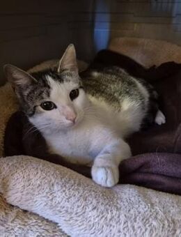 Kätzin Sadie - Köln