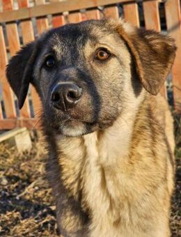 Mulan- neue Heimat gesucht - Nürnberg