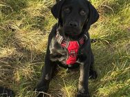 Labrador-Senne-Mischling Welpe zu verkaufen! - Rockenhausen