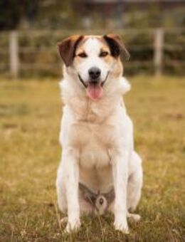 Sharky Menschenfreund sucht Familie 🐶 - München