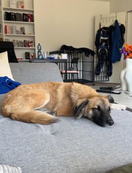 Tierschutz- Kiko sucht seinen Menschen :) - Berlin Reinickendorf