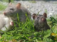 junge Farbratten Huskyratten bunte Ratten in verschiedenen Farbgebungen - Neustadt (Sachsen) Hohwald