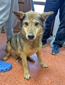 Hansi wartet noch auf sein Glück - Schwarmstedt