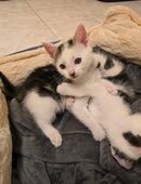 Kitten zu verkaufen in 18299