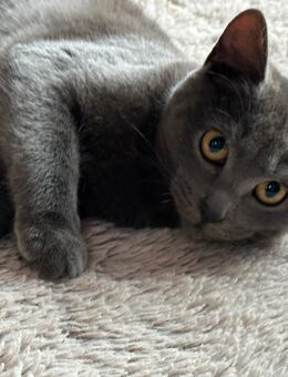 Britisch Kurzhaar / Thai Siam Kitten - Bentwisch