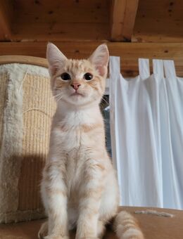 Traumzuhause gesucht ❤ - Boxberg (Baden-Württemberg)