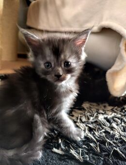 Main Coon Kitten - Berlin