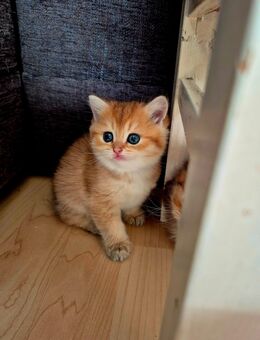BKH/BLH Kitten Reinrassig mit Stammbaum - Wiesbaden Erbenheim