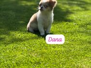 Chihuahua Welpen 12 Wochen - Waging (See)