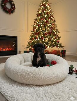 Ich biete wunderschöne Französische Bulldogge - Troisdorf Zentrum