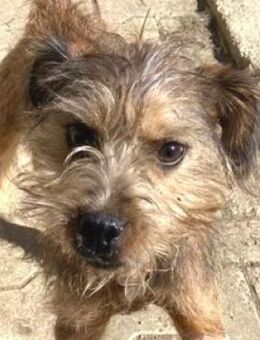 Kleine DAISY sucht Zuhause - Gefrees