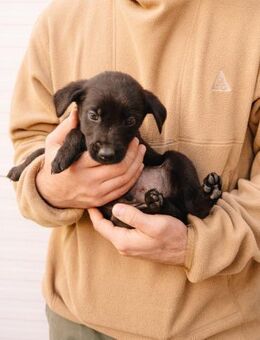 Welpe Aang - Ellerbek