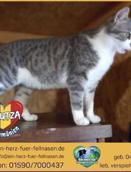 Anutza sucht ein Zuhause mit Freigang! - Waakirchen