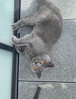 Zwei BKH Katzen zu verkaufen - Hattingen