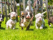 13 Boxerwelpen zu verkaufen - Wester-Ohrstedt