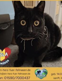 Viola sucht ihr Für-immer-Zuhause! - Waakirchen