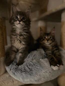 Maine Coon Kitten - Weyhe