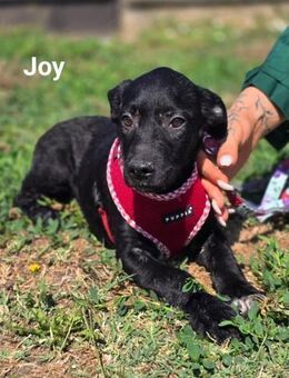 Joy - Labrador Mix, verspielt u offen - Linden (Hessen)