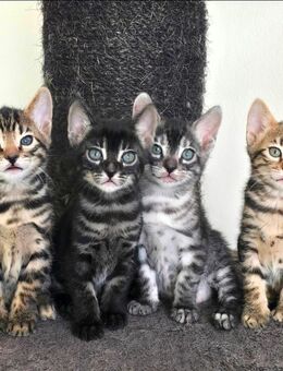 Bengal Kitten silber - Ingolstadt