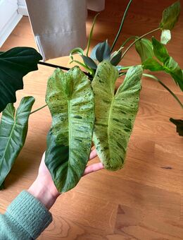 Philodendron "Paraiso Verde" Stecklinge - Ludwigshafen (Rhein)