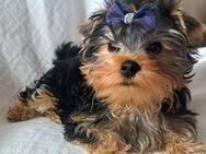 Yorkshire terrier Welpen reinrassig black-golden-silver ,zwei jungs und ein mädchen - Heidelberg