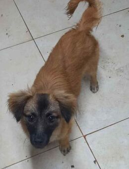 RUDI sucht sein Glück - München