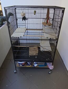 Voliere für Ratten oder Vögel - Dortmund Gartenstadt