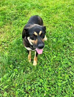 KYRA - anhänglich und liebevoll - Overath