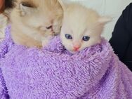Bezaubernde Ragdoll Kitten - Gelsenkirchen