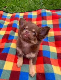 Chihuahua Welpe Rüde reinrassig Schoko Tricolor sucht absofort liebevolles Zuhause - Lanitz-Hassel-Tal