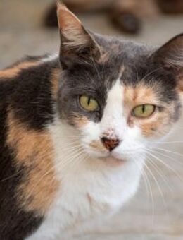 Moka - Kätzin sucht Wohlfühloase - Bad Camberg