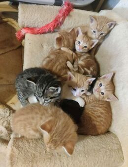 Babykatzen an Ende September 2025 - Teisendorf