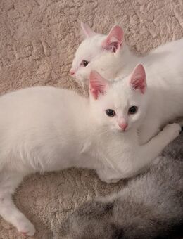 🐾 Wunderschöne Silver Tabby BKH Kitten suchen liebevolles Zuhause 🐾 - Steinheim