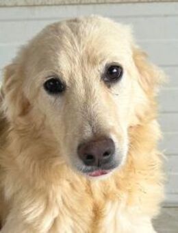 COOKIE - ein armer Wurm - Regensburg