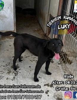 LUKY - schwarz steht mir am besten :-) - Waakirchen