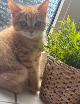 Zwei liebevolle Kater mit Zubehör abzugeben - Gelsenkirchen