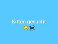 Kitten ab 01.08.2025 gesucht - Dresden
