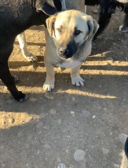 Sly hofft auf eine Chance - Celle