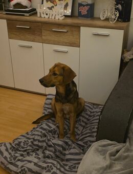 Schäferhund Labrador Beagel Mix Rüde - Görlitz