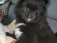 Pomeranian Welpen - Hanau (Brüder-Grimm-Stadt)