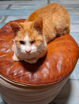 Katze Kati - Kirchhundem