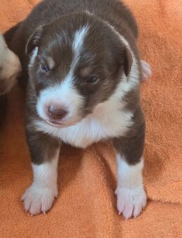 Azstrailian shepherd Welpen - Bingen (Rhein)