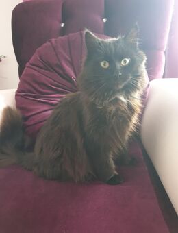 Deckkatter - Bad Bramstedt