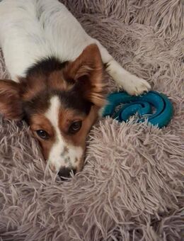 Ruby wartet auf PS in Hamburg! - Rosengarten (Niedersachsen)