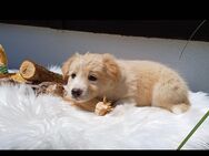 Border collie welpen mit Papiere - Raubling