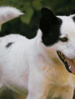 Pfote sucht Herz = sozialer BRUCE🐾♥️ - München