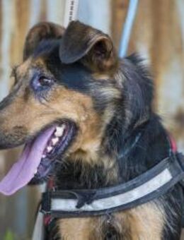 Hédi SI Aktive Hündin sucht Menschen z - Neustadt (Rübenberge)