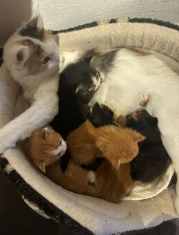 Zauberhafte Main-Coon - Mischlinge (Glückskätzchen 3-farbig) sowie rot-weiß, rot  und Tigerchen mit weiß - Pfaffenhofen (Ilm)